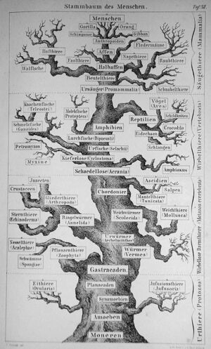 Haeckel Ernst 1874 Stammbaum des Menschen.jpg